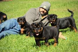 Ready to leave now- KC registered Rottweiler