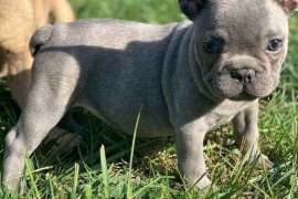  Blue French Bulldog Puppies Now Available.